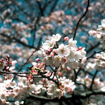 4月1日の誕生樹はソメイヨシノ