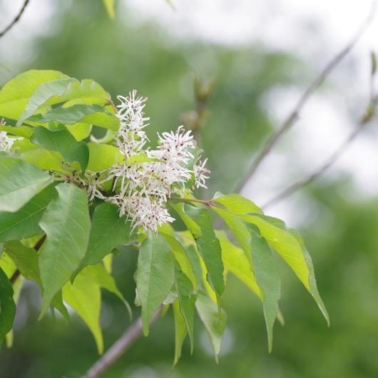 きこりんの誕生樹 4月2日「アオダモ」 ｜きこりんの森