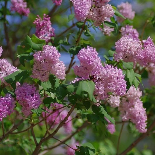 birthimg_0625-thumb-530x530-