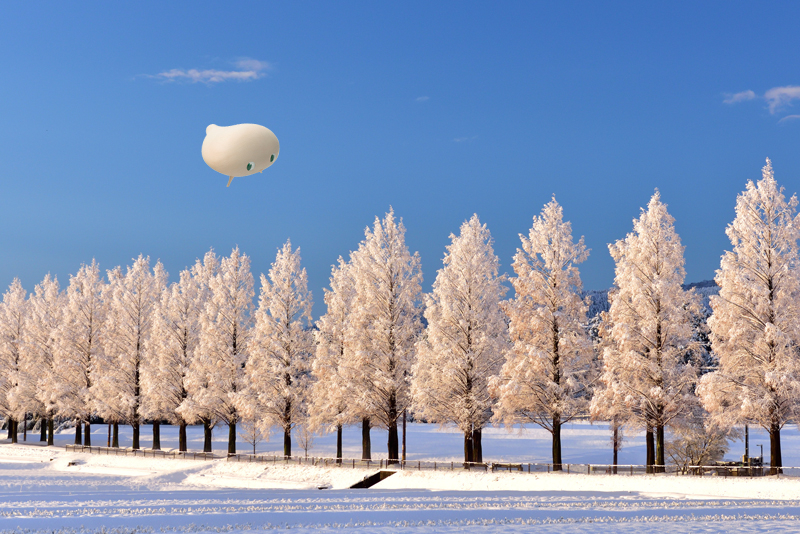 きこりん世界の森 生きた化石の絶景！ 滋賀県「メタセコイア並木
