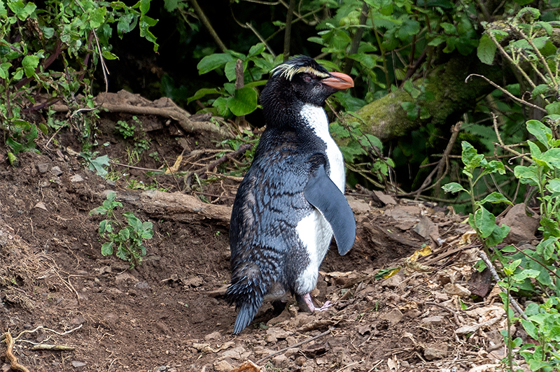 きこりん世界の森 この森はペンギンが住んでいる！「フィヨルドランド