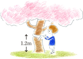 幹（みき）の太さ（円周）を測（はか）る。中低木は、根元を測る。