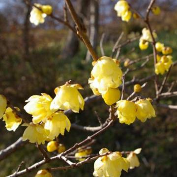 1月12日の誕生樹はソシンロウバイ