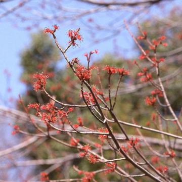 3月28日の誕生樹はハナノキ