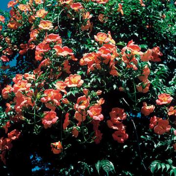 7月15日の誕生樹はノウゼンカズラ