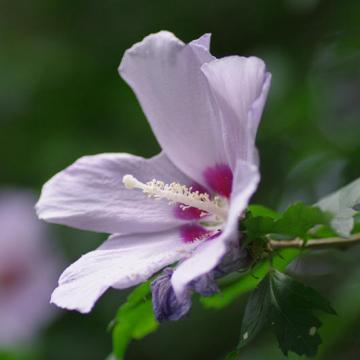 きこりんの誕生樹 8月5日 ムクゲ きこりんの森