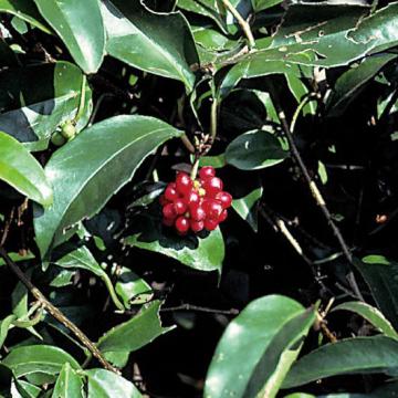 9月28日の誕生樹はビナンカズラ（美男葛）