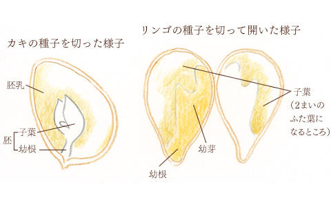 種皮