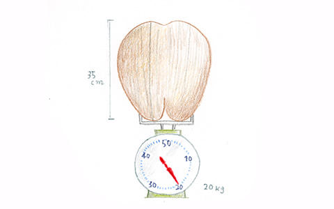 森の図書室 いちばん大きい種子と小さい種子は何 きこりんの森