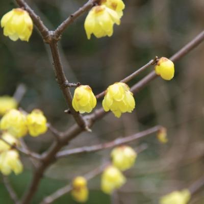 ソシンロウバイ