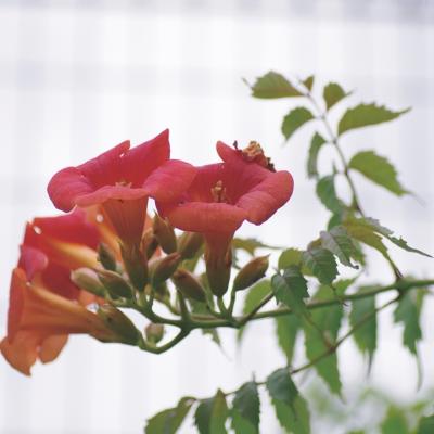 ノウゼンカズラ