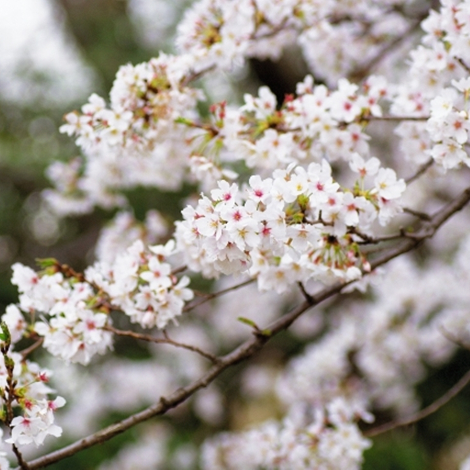 すべての美しい花の画像: 心に強く訴える春の 花木 図鑑
